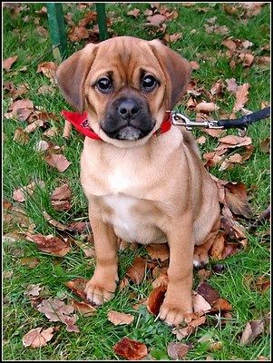 Imagen de Puggle