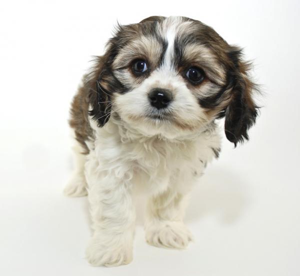 foto de Cavachón Imagen de Cavachón