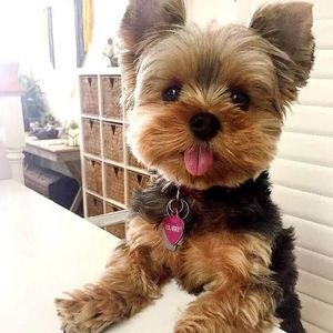 Imagen de Yorkie poo