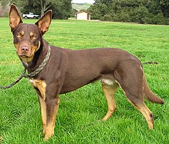 Imagen de Kelpie australiano