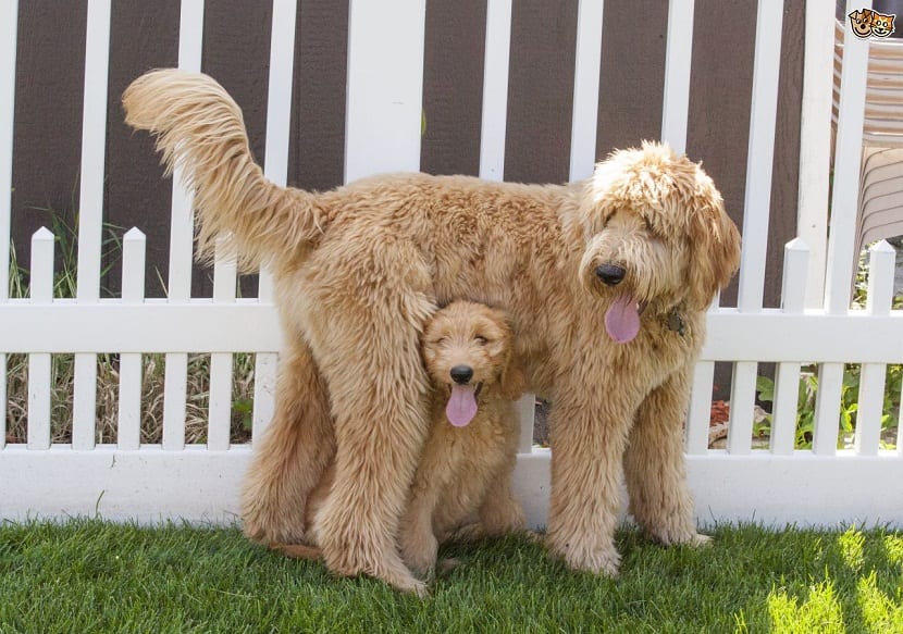 Imagen de Goldendoodle