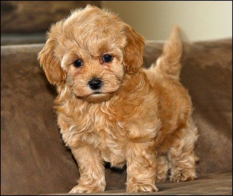 foto de Maltipoo Imagen de Maltipoo