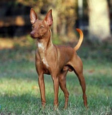 Imagen de Podenco andaluz