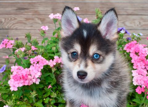 Imagen de Pomsky