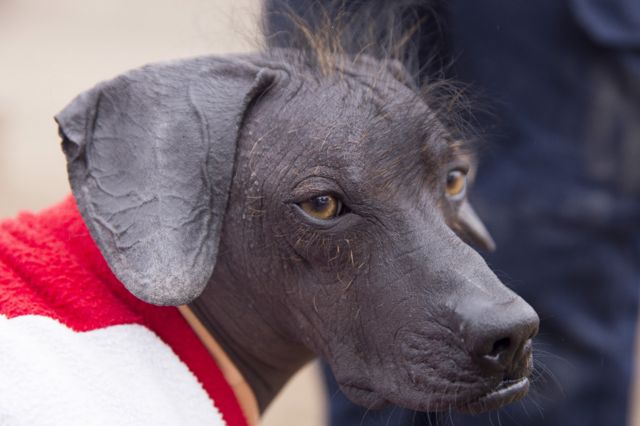 Imagen de Perro peruano