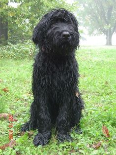 Imagen de Terrier negro ruso
