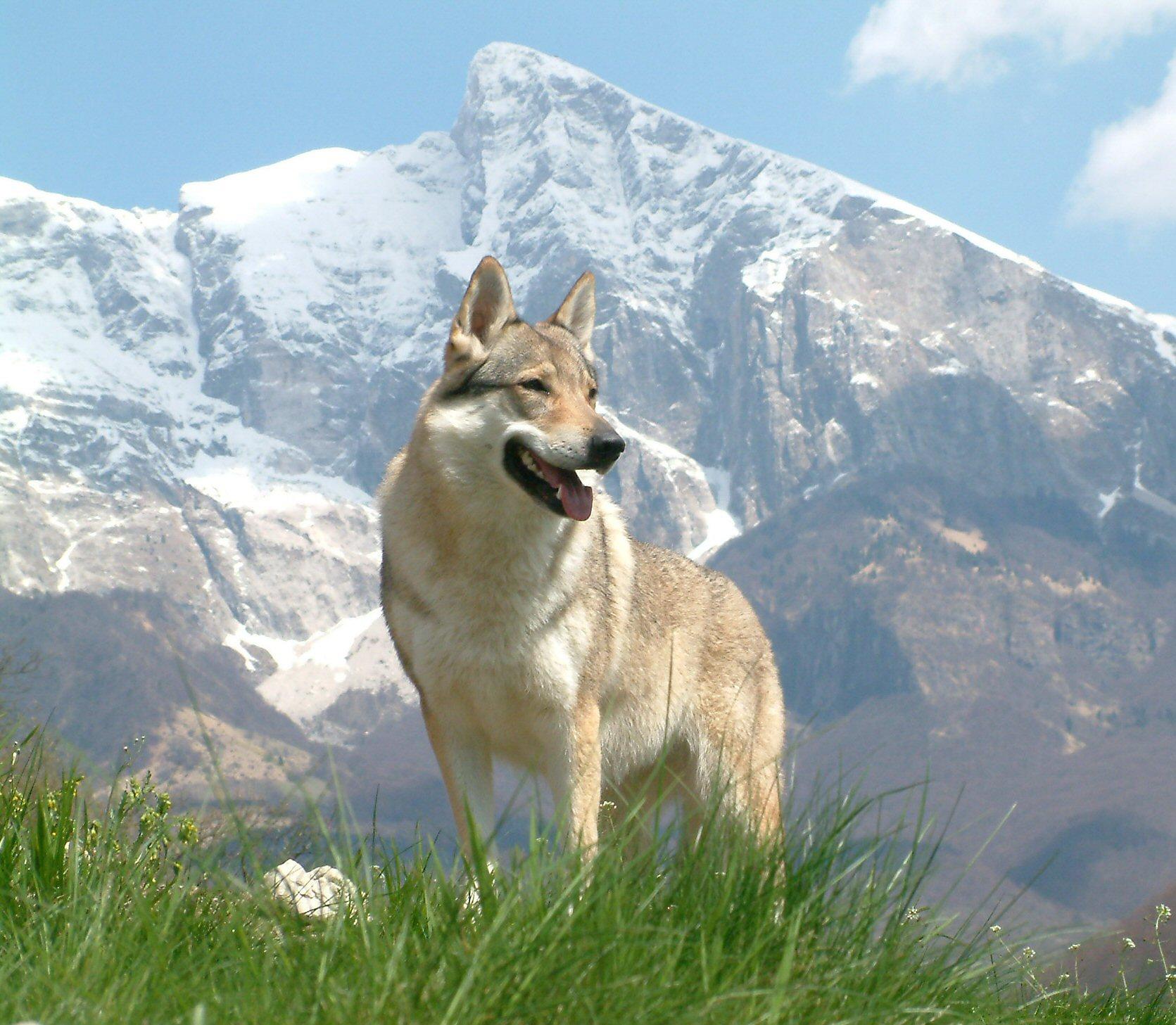 Imagen de Perro lobo de Saarloos