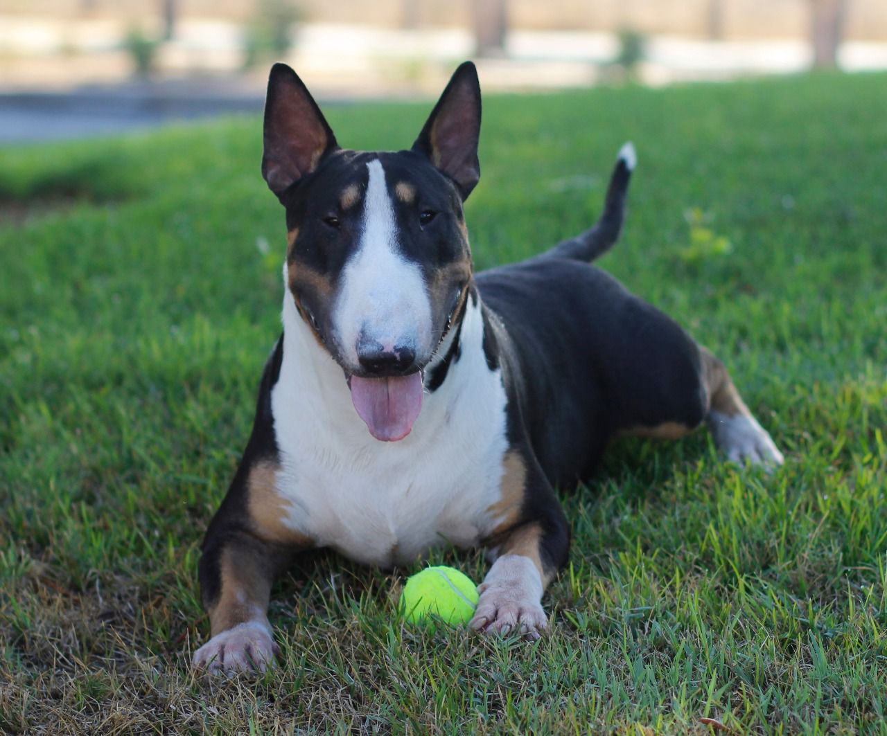 Imagen de Bull terrier ingls