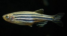 Imagen de Danio rerio