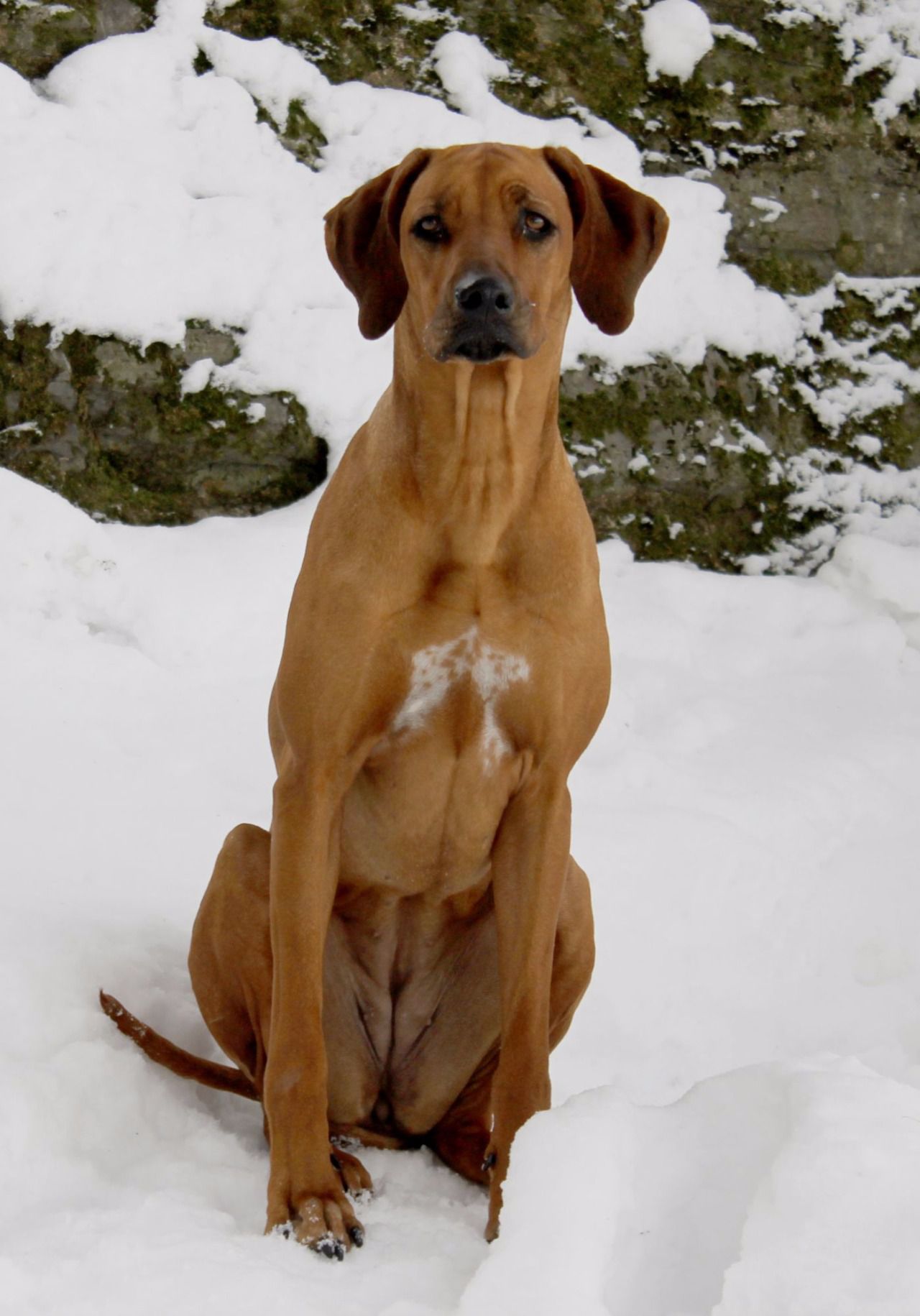 Imagen de Perro crestado rodesiano