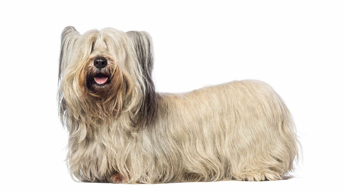 Imagen de Skye terrier