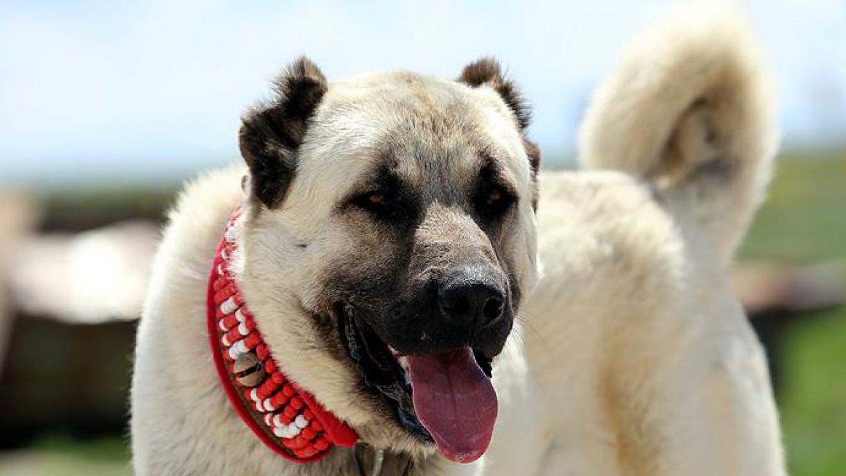 Imagen de Kangal