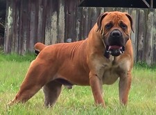 Imagen de Boerboel