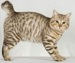 Imagen de Gato bobtail americano