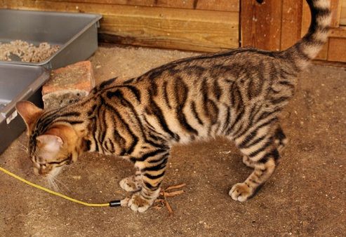 Imagen de Gato toyger