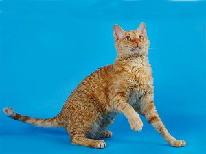 foto de Gato ural rex Imagen de Gato ural rex