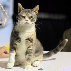 Imagen de Gato american wirehair