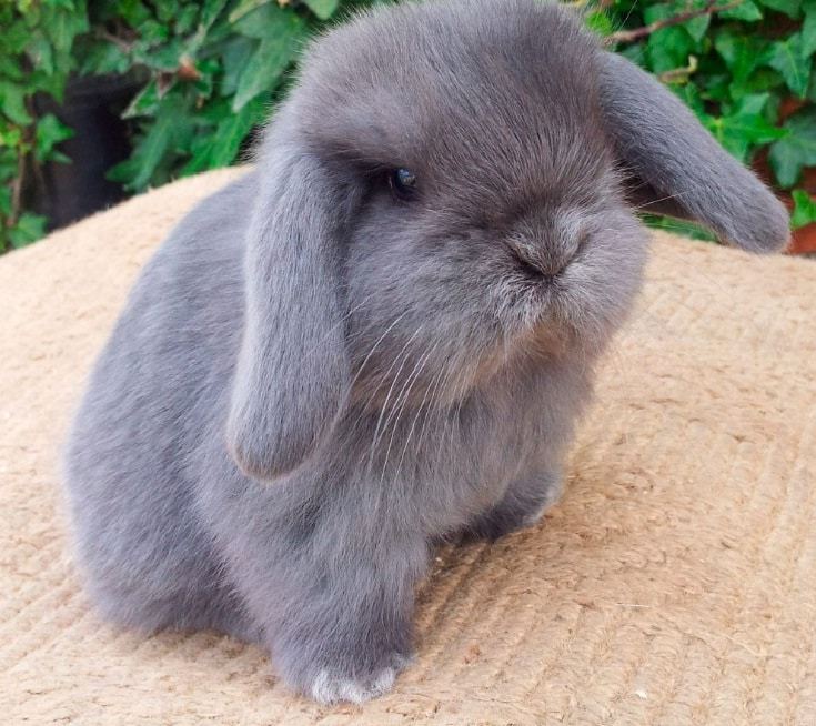 Imagen de Conejo mini lion lop