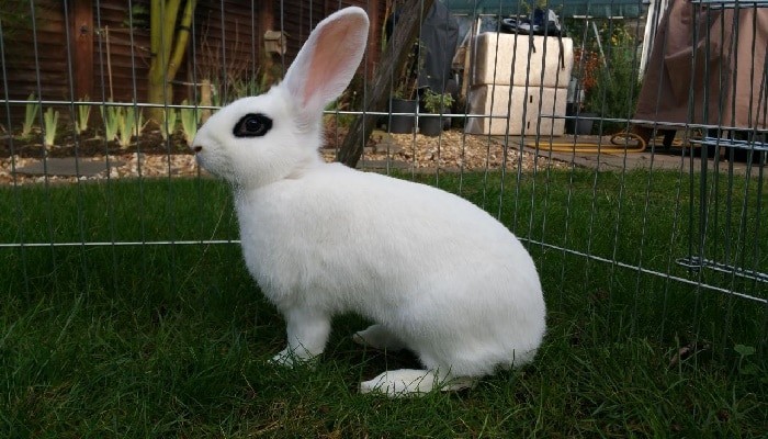 Imagen de Conejo blanco de Hotot