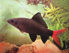Imagen de Epalzeorhynchos bicolor