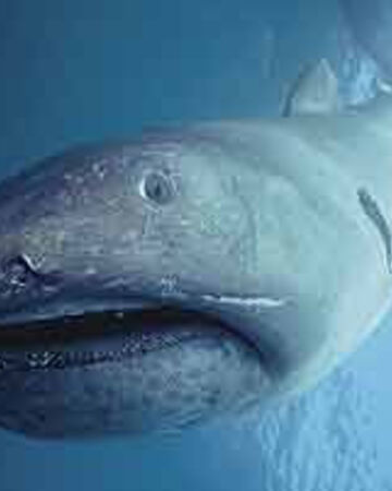 foto de Tiburón boquiancho Imagen de Tiburón boquiancho