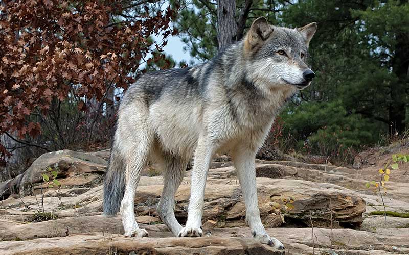 Imagen de Lobo gris mexicano