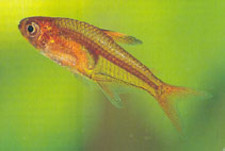 Imagen de Hyphessobrycon amandae