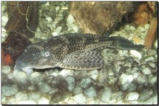 Imagen de Hypostomus plecostomus