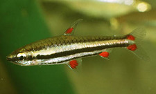 Imagen de Nannostomus trifasciatus