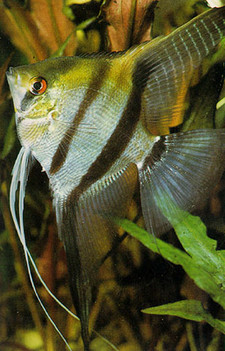 Imagen de Pterophyllum scalare