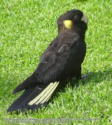 Imagen de Calyptorhynchus funereus