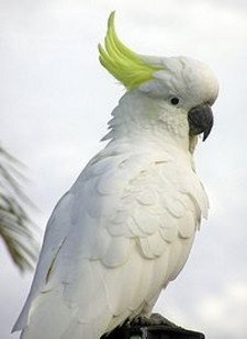 Imagen de Cacatua galerita