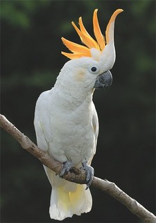 Imagen de Cacatua sulphurea