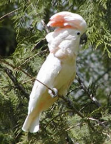 Imagen de Cacatua moluccensis