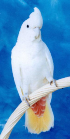 Imagen de Cacatua haematuropygia