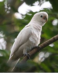 Imagen de Cacatua goffiniana