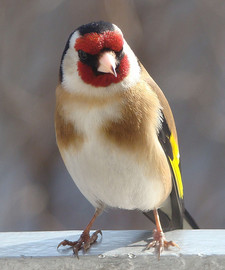 Imagen de Carduelis carduelis