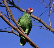 Imagen de Amazona brasiliensis