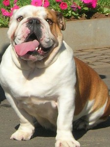 Imagen de Bulldog