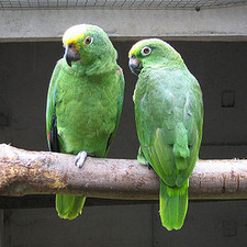 Imagen de Amazona ochrocephala