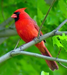 Imagen de Cardinalis cardinalis