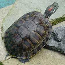 Imagen de Trachemys scripta elegans