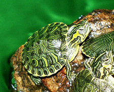 Imagen de Trachemys scripta scripta