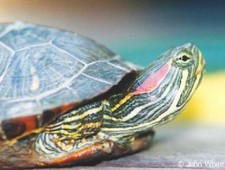 Imagen de Trachemys scripta