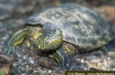 Imagen de Trachemys callirostris