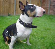 Imagen de Bull Terrier