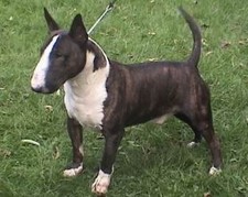 Imagen de Bull Terrier Miniatura