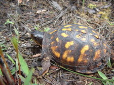 Imagen de Terrapene carolina