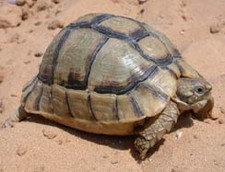 Imagen de Testudo kleinmanni