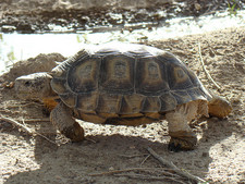 Imagen de Geochelone chilensis